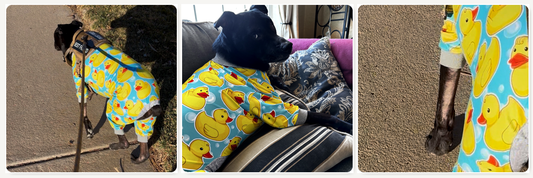 When “Healthy” Food Makes Things Worse: Ryder, Histamine Flares, and the Real-Life Learning Curve