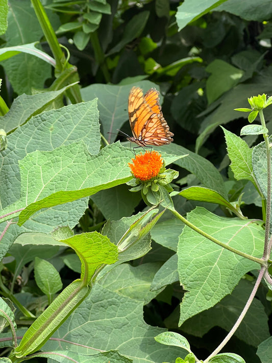 He Stopped by as a Butterfly