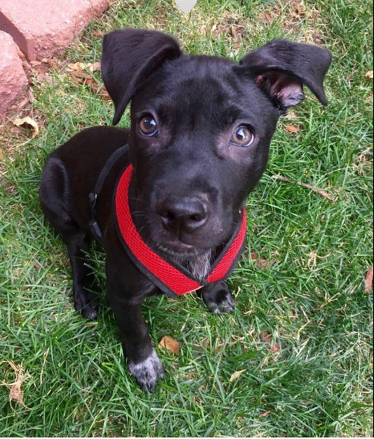 Ryder’s Journey & The Birth of Ryder’s Fund